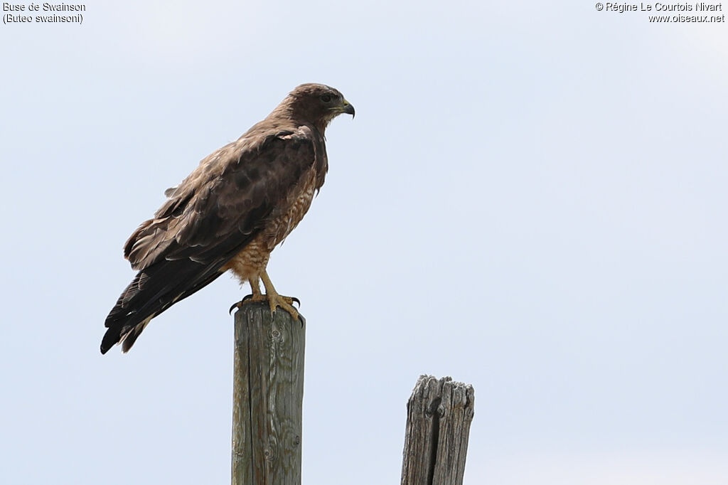 Swainson's Hawk