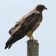 Swainson's Hawk