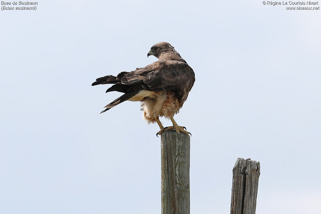 Swainson's Hawk