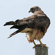 Swainson's Hawk