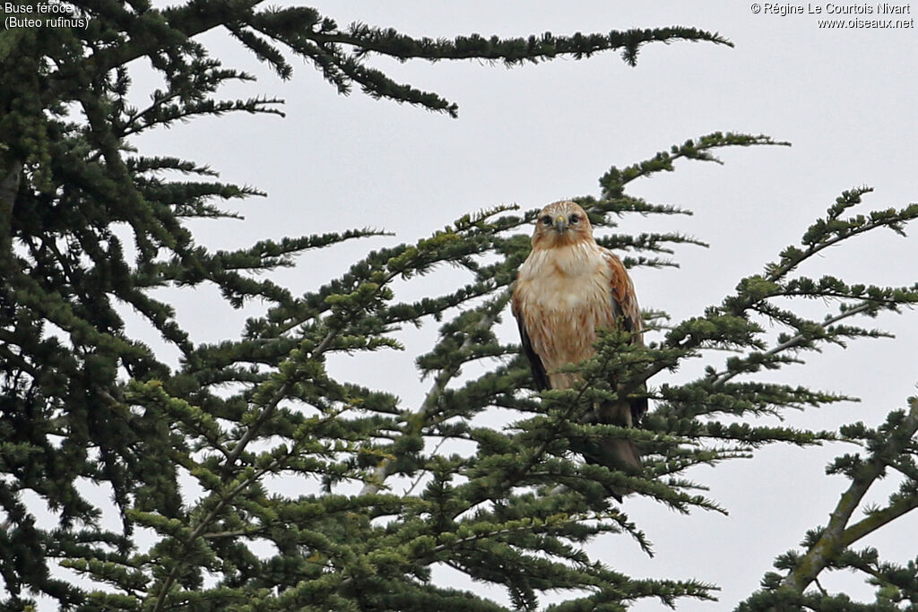 Long-legged Buzzard