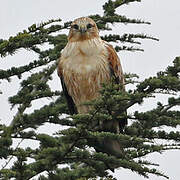 Long-legged Buzzard