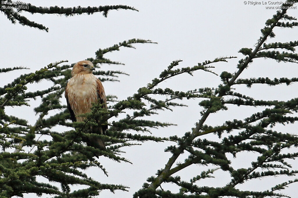 Long-legged Buzzard