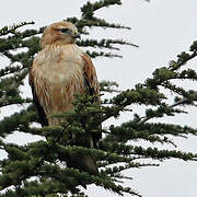 Long-legged Buzzard