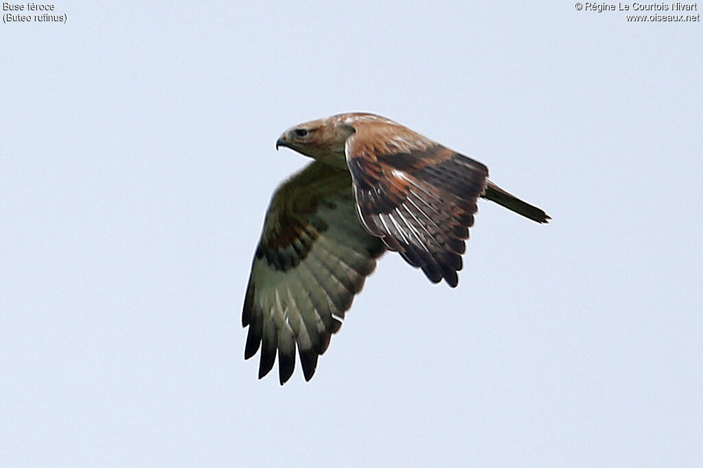 Long-legged Buzzard