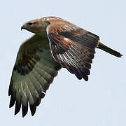 Long-legged Buzzard