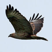 Long-legged Buzzard