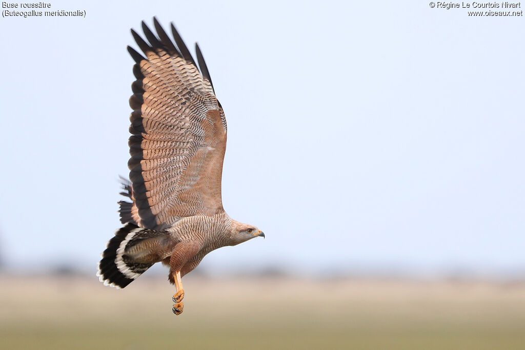 Savanna Hawk, Flight