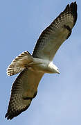 Common Buzzard