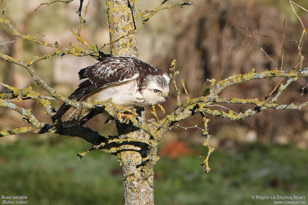 Common Buzzard