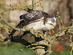 Common Buzzard