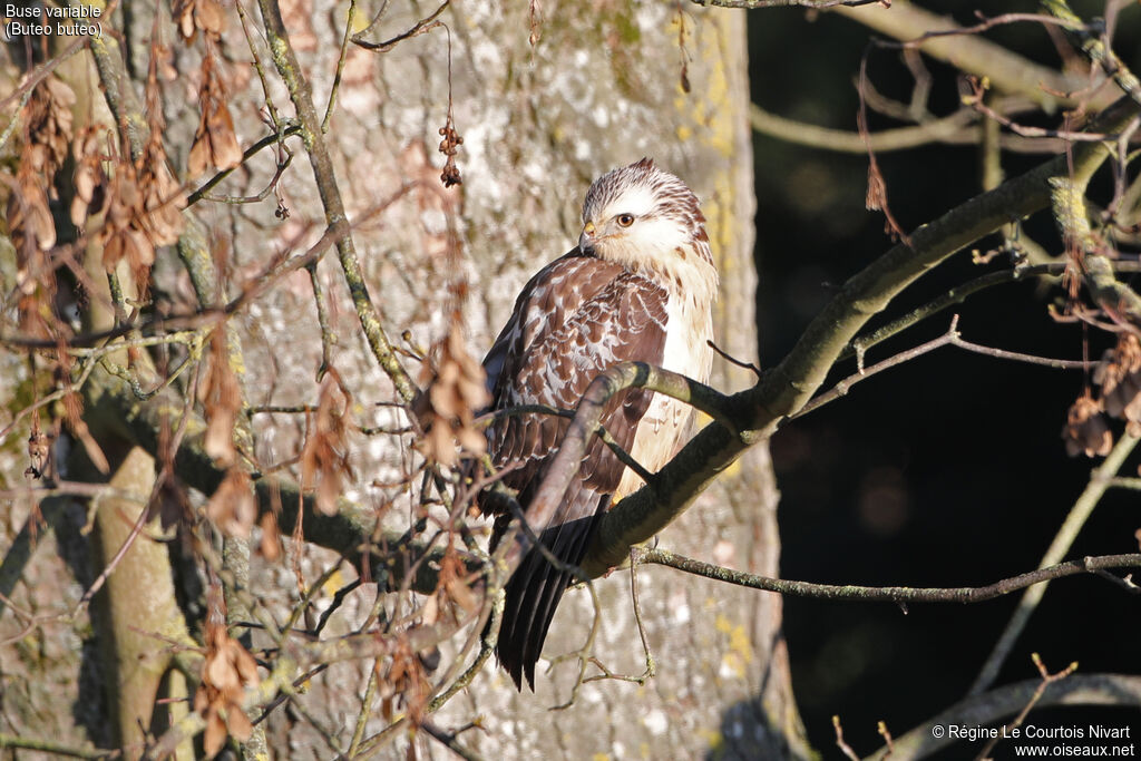 Buse variable