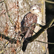 Common Buzzard