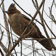 Brown Cacholote