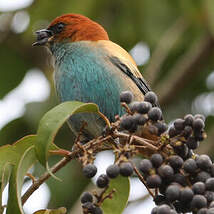 Calliste à dos marron