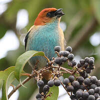 Calliste à dos marron