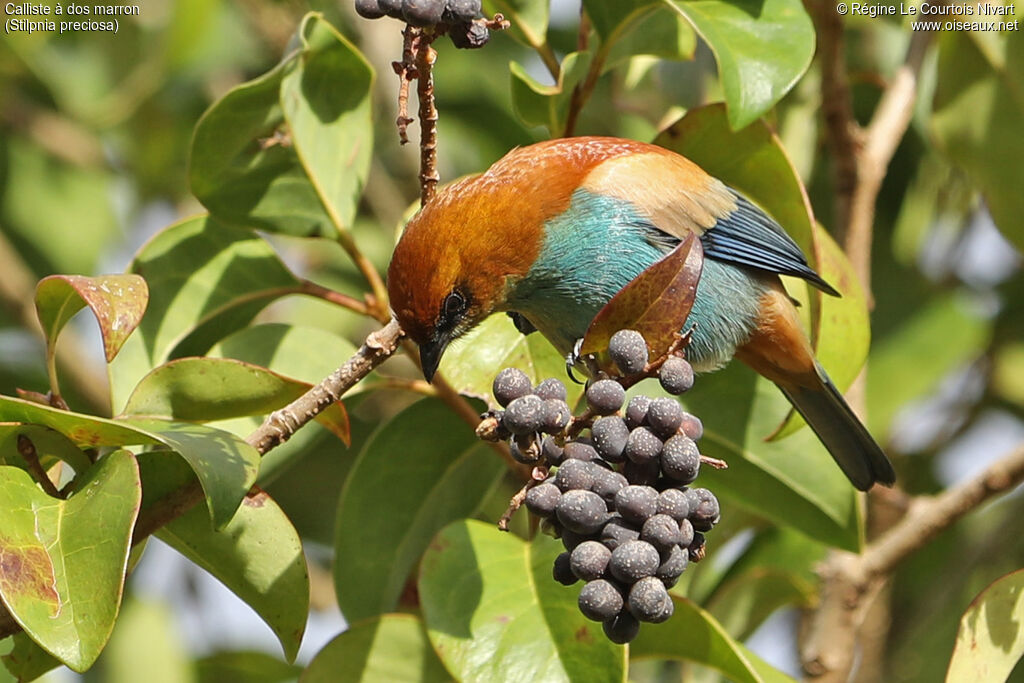 Chestnut-backed Tanager