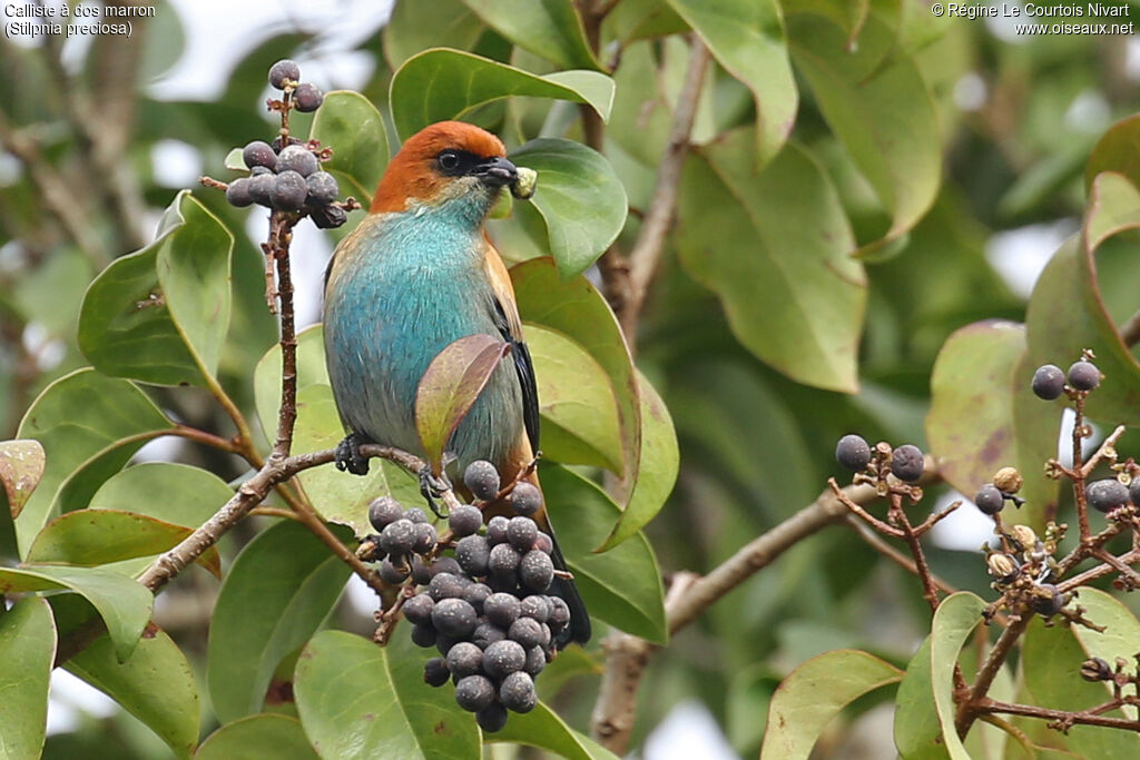 Chestnut-backed Tanager