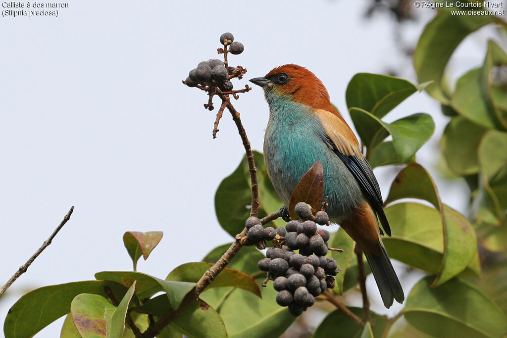 Chestnut-backed Tanager