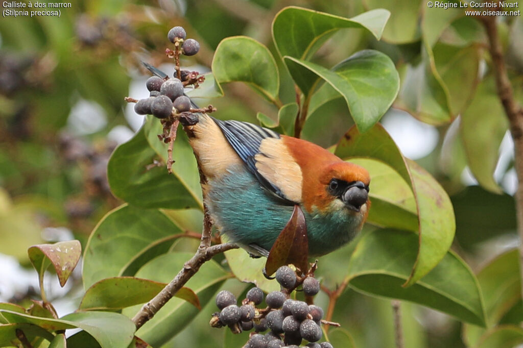 Chestnut-backed Tanager