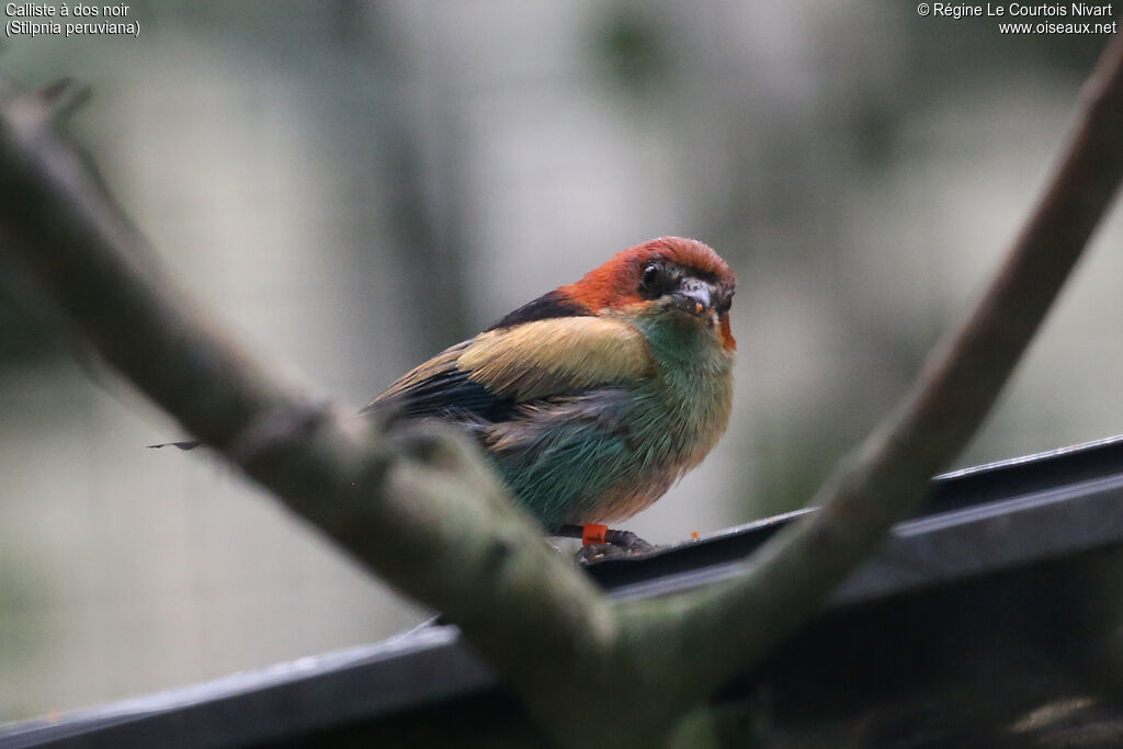 Calliste à dos noir