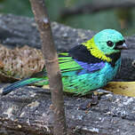 Calliste à tête verte