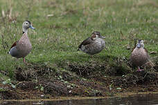Canard à collier noir
