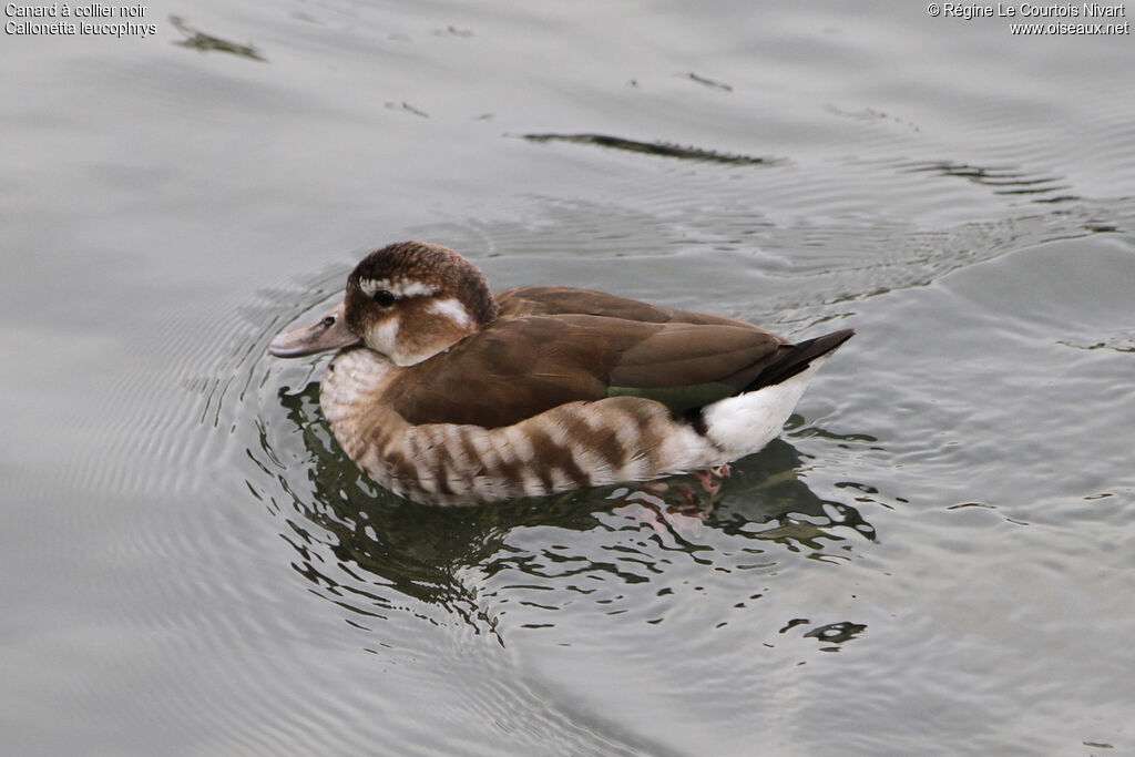 Ringed Teal female, identification