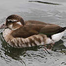 Canard à collier noir