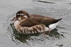 Ringed Teal