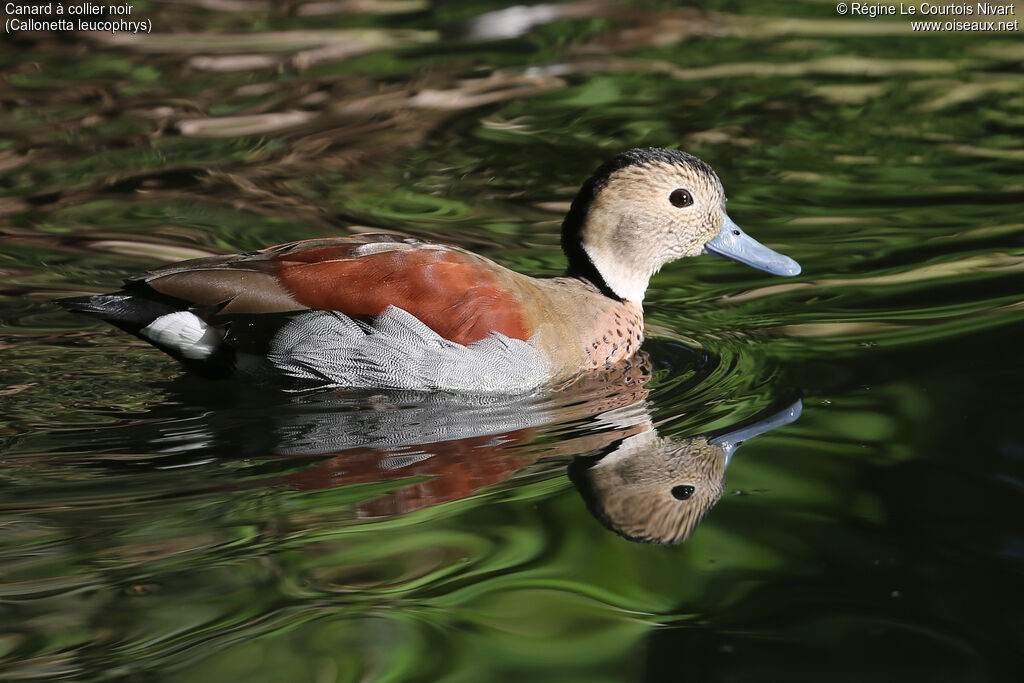 Ringed Teal male