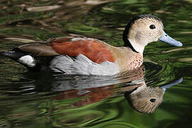 Ringed Teal