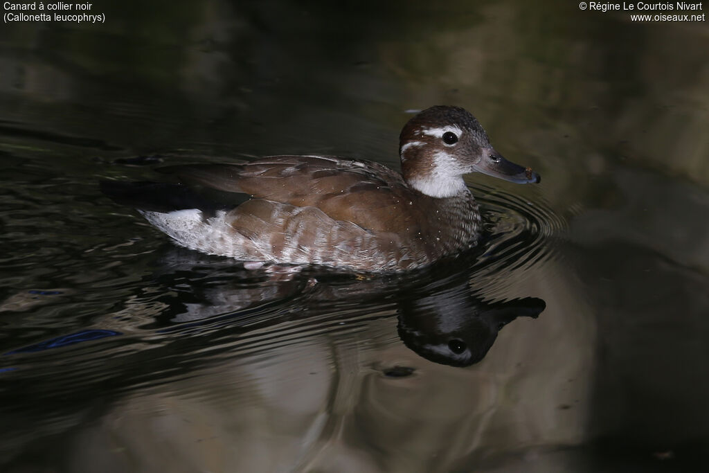 Canard à collier noir femelle