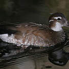 Canard à collier noir