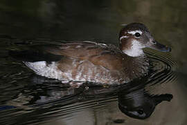 Ringed Teal