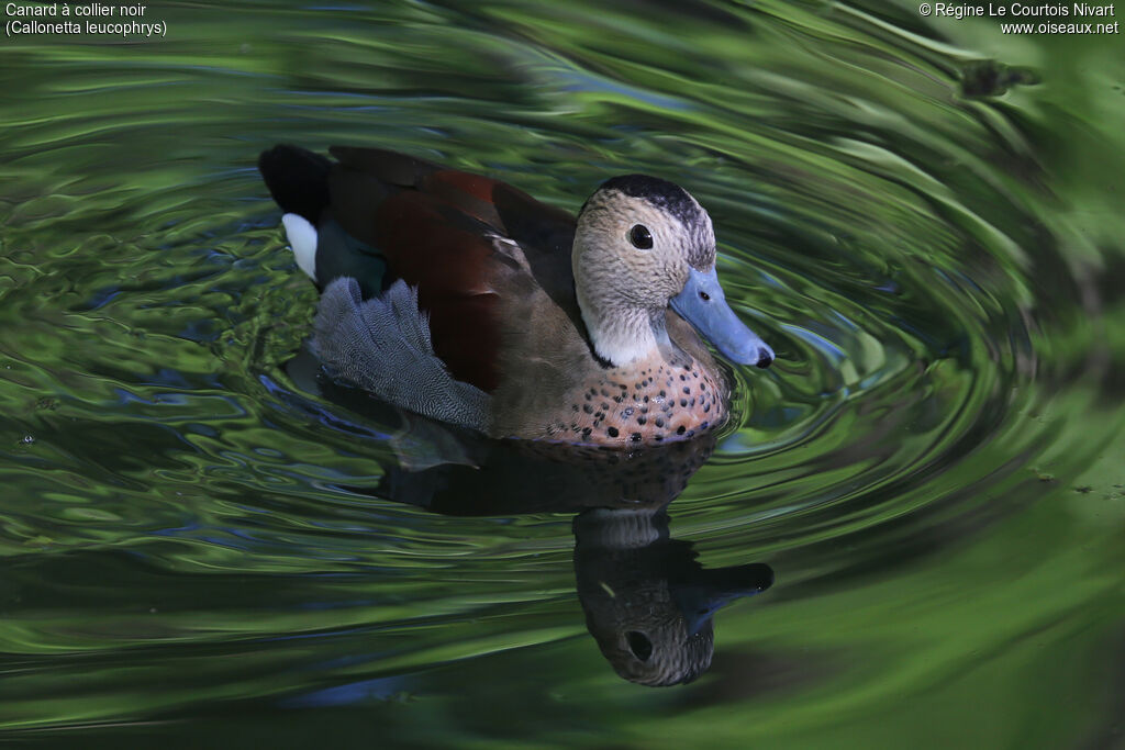 Canard à collier noir mâle