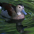 Canard à collier noir