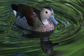 Canard à collier noir