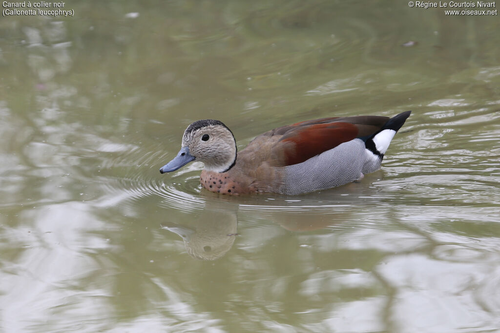 Ringed Teal