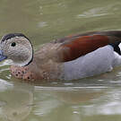Canard à collier noir