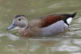 Ringed Teal