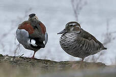 Canard à collier noir