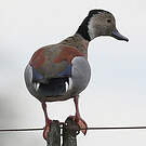 Canard à collier noir