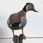 Canard à collier noir