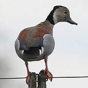 Canard à collier noir