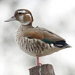 Canard à collier noir