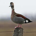 Canard à collier noir