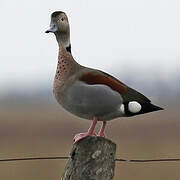 Canard à collier noir