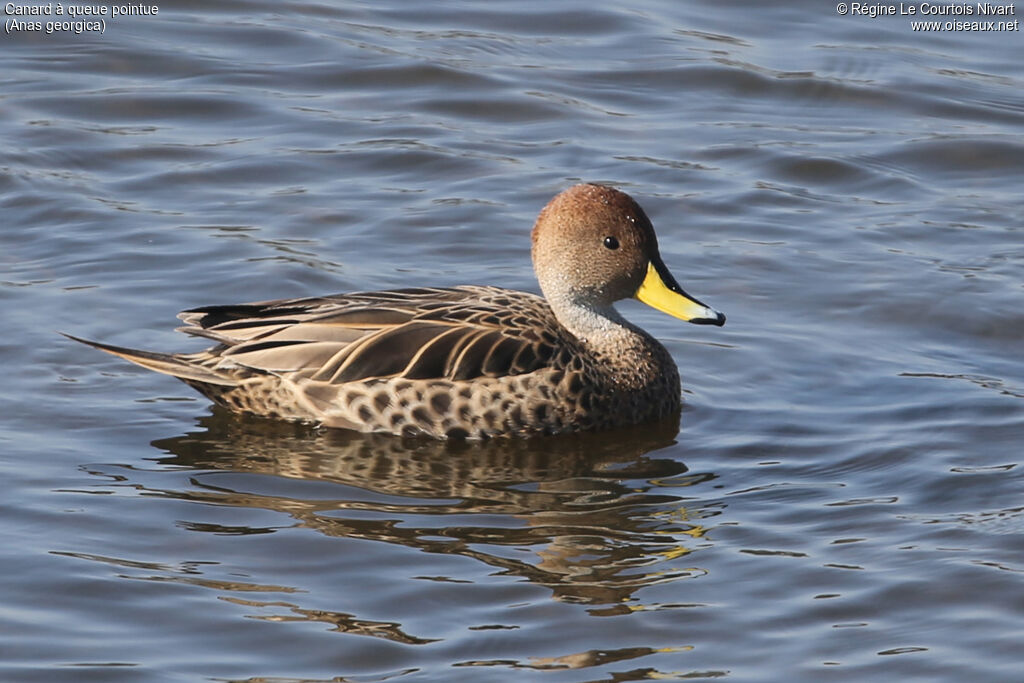 Yellow-billed Pintail