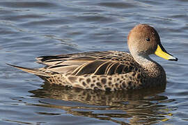 Yellow-billed Pintail